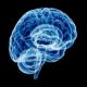 العلماء يكتشفون أن أحماض أوميغا-3 الدهنية تؤدي وظيفة مهمة في دماغ الأشخاص الذين أعمارهم 40-50 عاما.